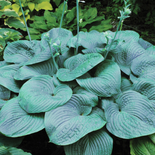 Hosta 'Humpback Whale' - 1g