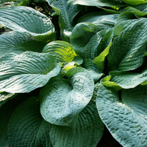 Hosta 'Osiris Bleu Nuit'