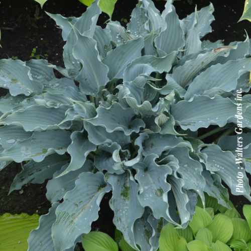 Hosta Shadowland 'Waterslide' - 1g