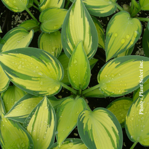 Hosta 'June' - 1g