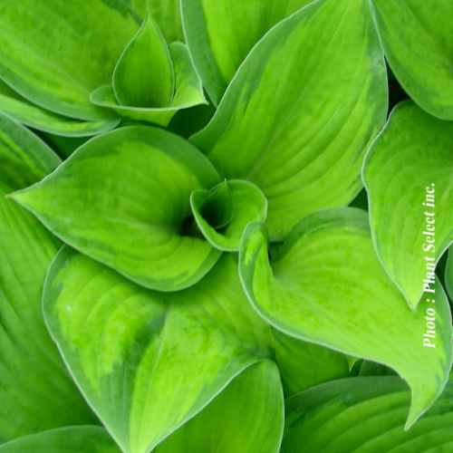 Hosta 'Paradigm'