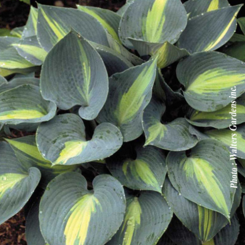Hosta 'Touch of class' - 1g