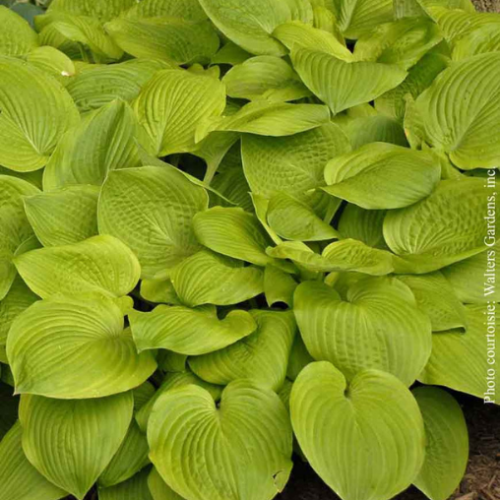 Hosta 'August Moon'
