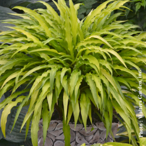 Hosta  'Curly Fries' - 1g