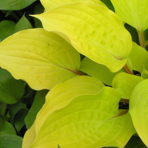 Hosta 'Fire Island'