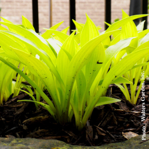Hosta  Munchkin Fire