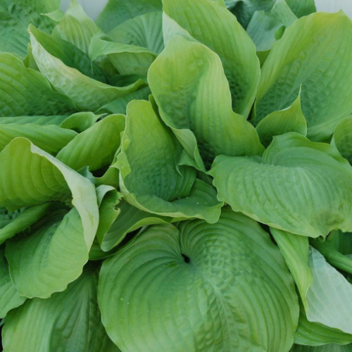 Hosta 'Sum et Substance'