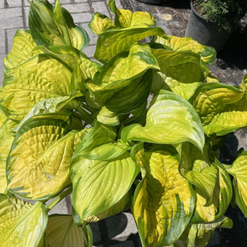 Hosta 'Stained Glass' 