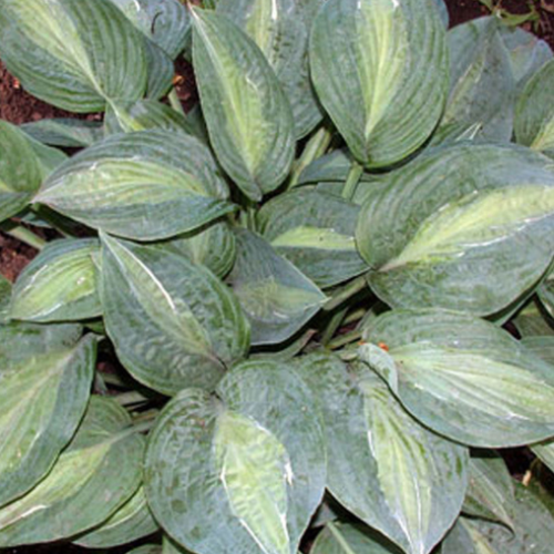 Hosta 'Kiwi Full Monty' - 1g