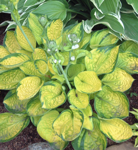 Hosta 'Rainforest Sunrise' - 1g