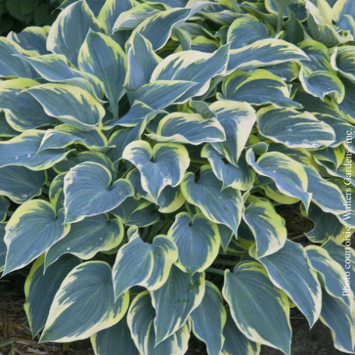 Hosta 'First Frost' - 1g
