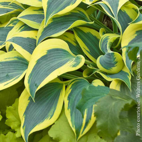 Hosta  'Autumn Frost' - 1g