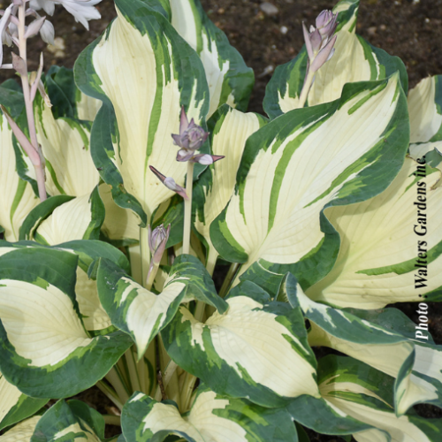 Hosta 'Hans' - 1g