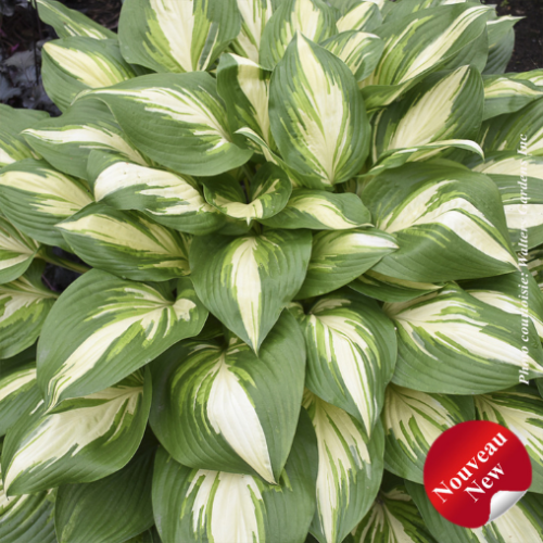 Hosta Shadowland 'Miss America' - 1g