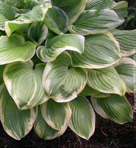 Hosta 'Fragrant Bouquet' - 1g