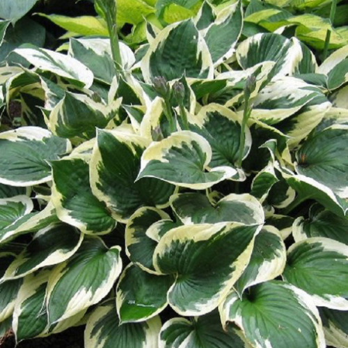 Hosta 'Patriot'