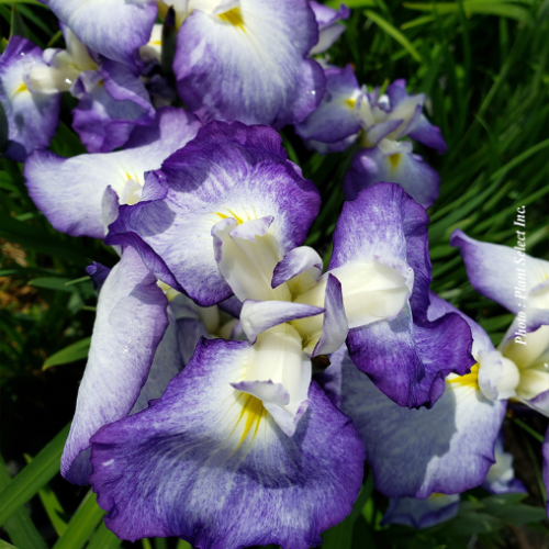 Iris 'Blue Beauty' - 2g