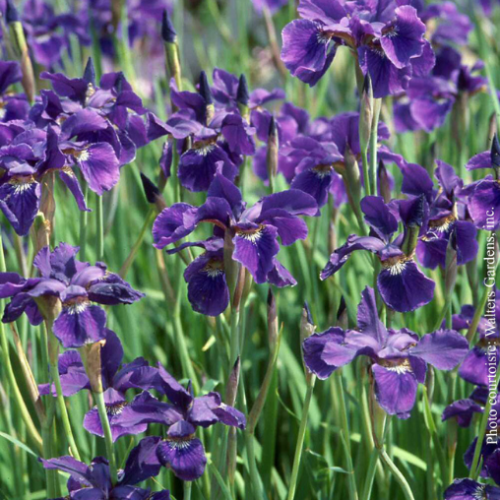 Iris siberica 'Caesar's Brother' - 2g
