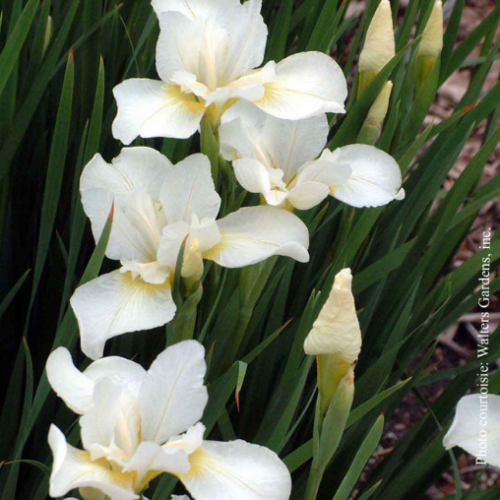 Iris siberica 'White Swirl' 