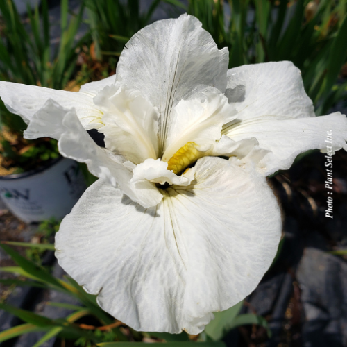 Iris sibirica 'SwanS in Flight' - 1g