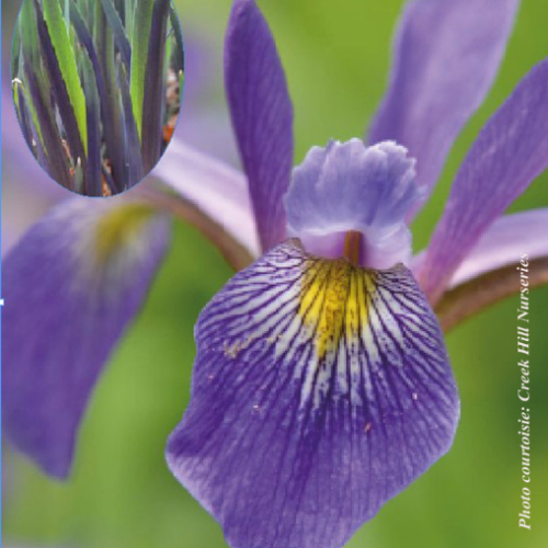 Iris 'Purple Flame' - 2g