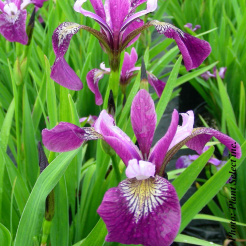 Iris versicolor