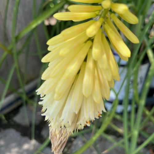 Kniphofia Pyromania 'Flashpoint'
