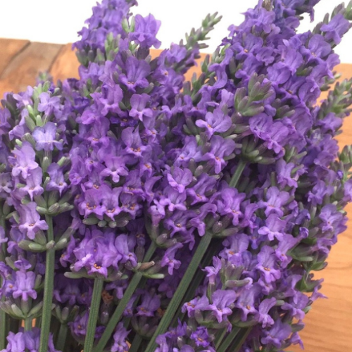 Lavandula 'Sensational' 