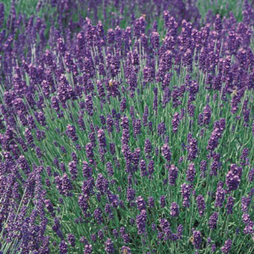 Lavandula 'Hidcote Blue' 