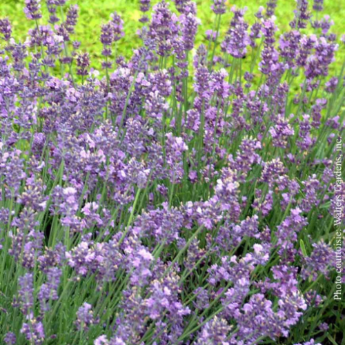 Lavandula 'Munstead'