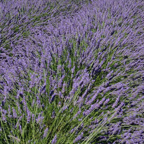 Lavandula 'Grosso' - 1g