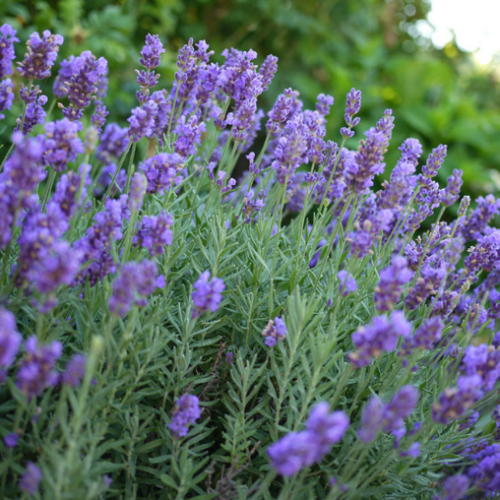Lavandula 'Phenomenal'