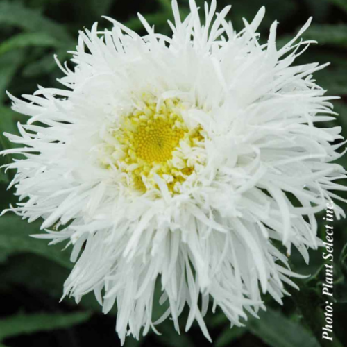 Leucanthemum 'Aglaia' - 1g