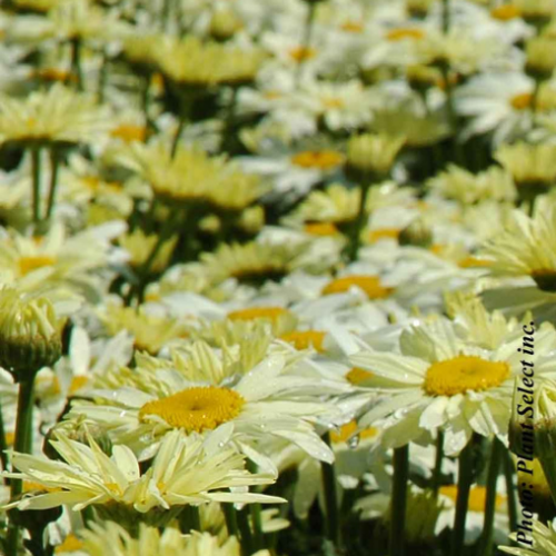 Leucanthemum Amazing Daisies 'Banana Cream II' - 2g