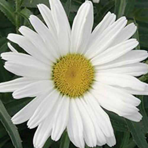 Leucanthemum Amazing Daisies 'Daisy May' - 1g