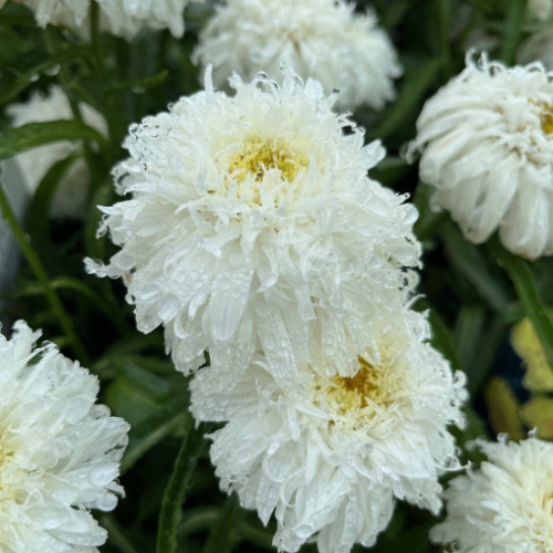 Leucanthemum Amazing Daisies 'Marshmallow' - 1g