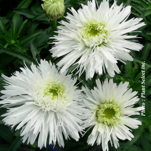 Leucanthemum 'Santé'