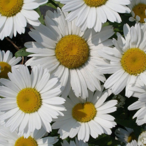 Leucanthemum 'Snowcap' - 1g
