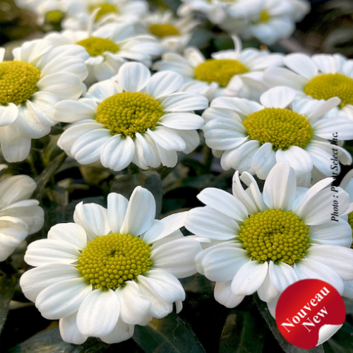 Leucanthemum Sweet Daisy 'Shelly' - 1g