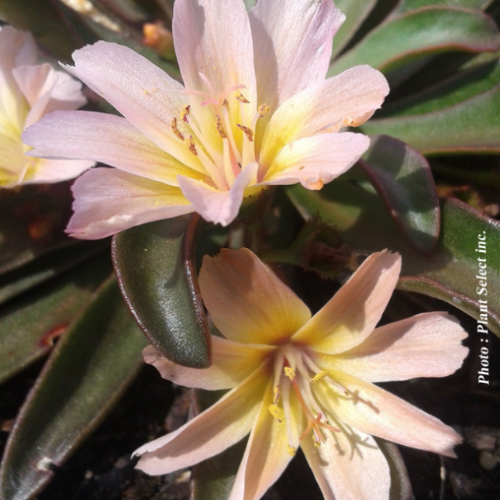 Lewisia 'Little Peach' - 1g