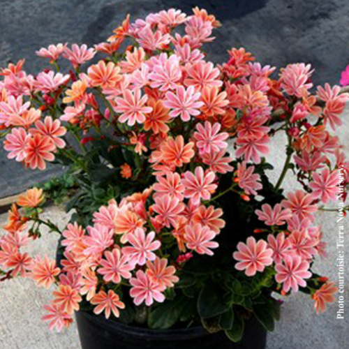 Lewisia 'Constant Coral'