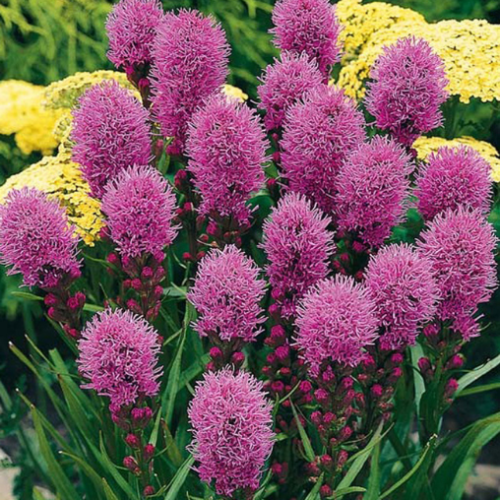 Liatris 'Kobold' - 2g