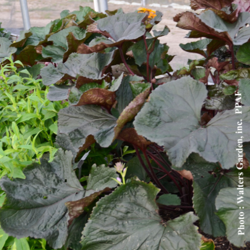 Ligularia dentata 'Pandora' - 1g