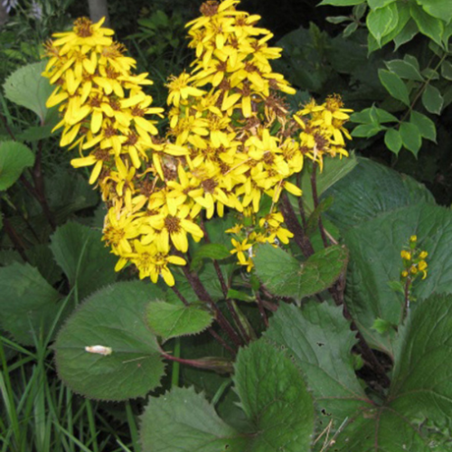 Ligularia 'Little Lantern' - 1g