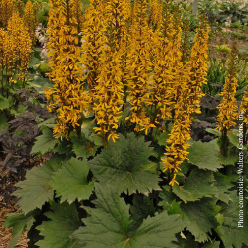 Ligularia 'Little Rocket'