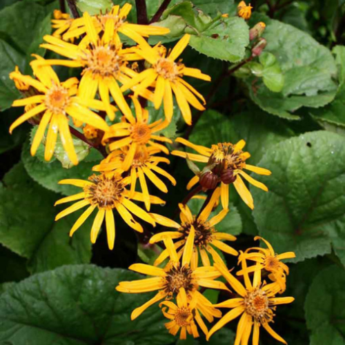 Ligularia 'Othello'