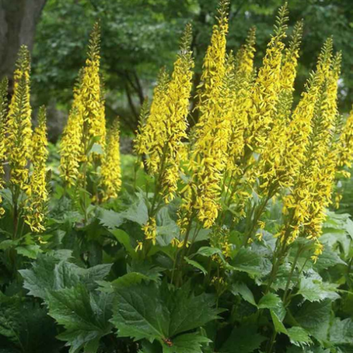 Ligularia 'The Rocket'