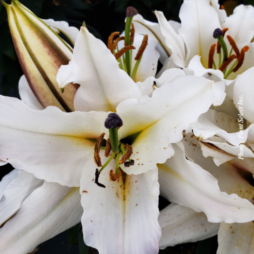 Lilium Lily Looks 'Sunny Azores'