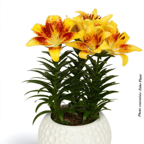 Lilium asiatic 'Tiny Nugget' - 2g
