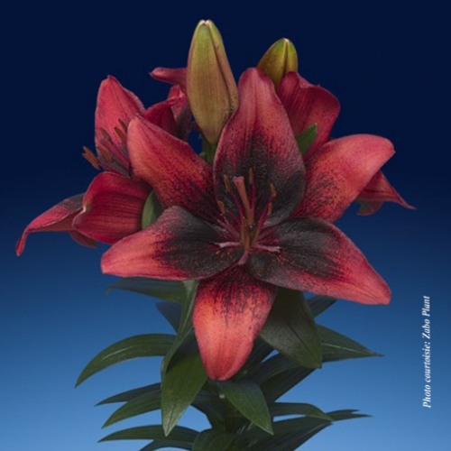 Lilium Lily Looks 'Tiny Shadow'